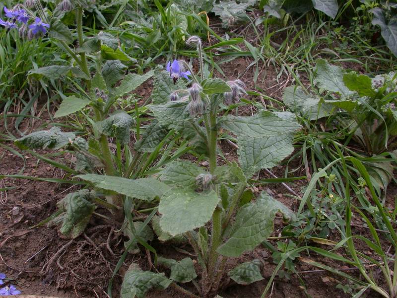 Borago officinalis / Borragine comune
